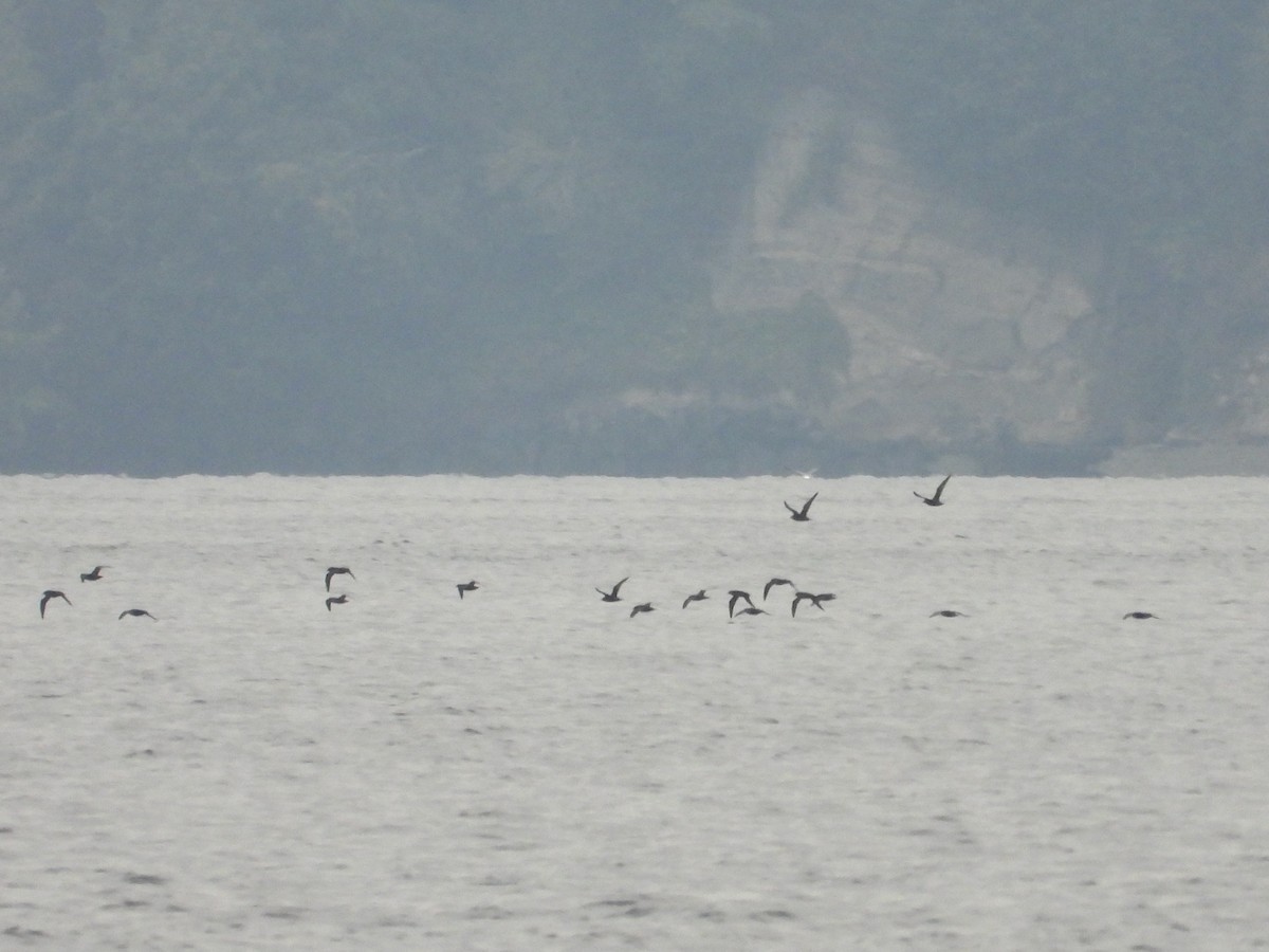 Short-tailed Shearwater - ML643259589