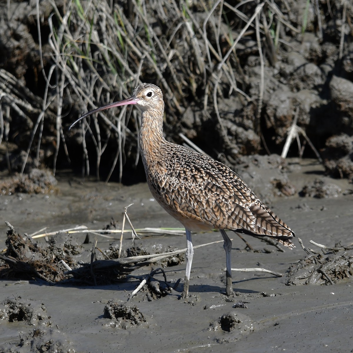 Long-billed Curlew - ML643259619