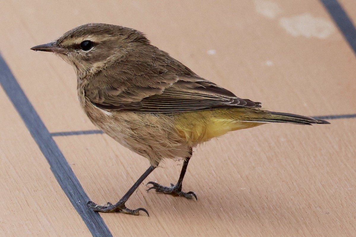 Palm Warbler - ML643259621