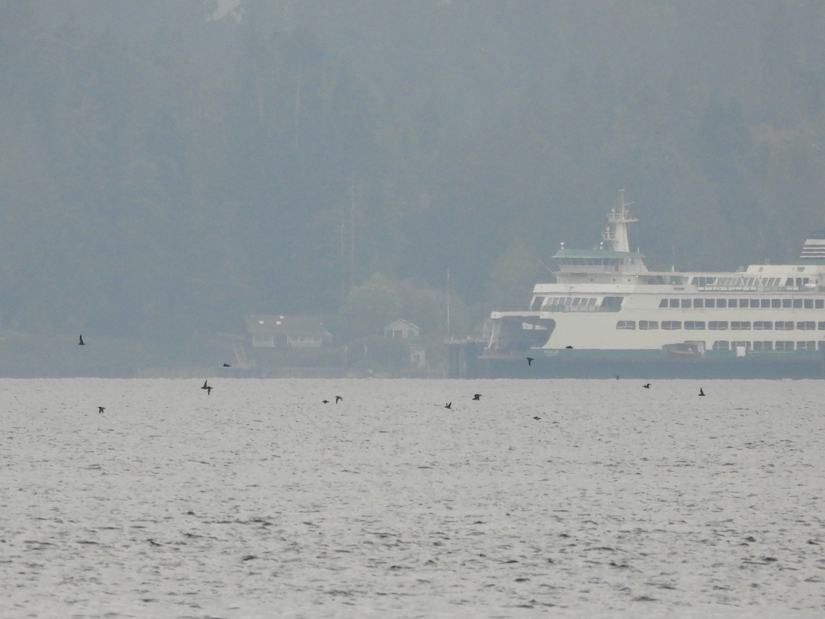 Short-tailed Shearwater - ML643259624