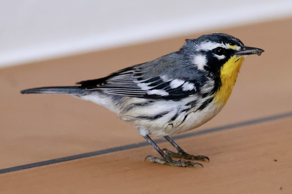 Yellow-throated Warbler - ML643259627