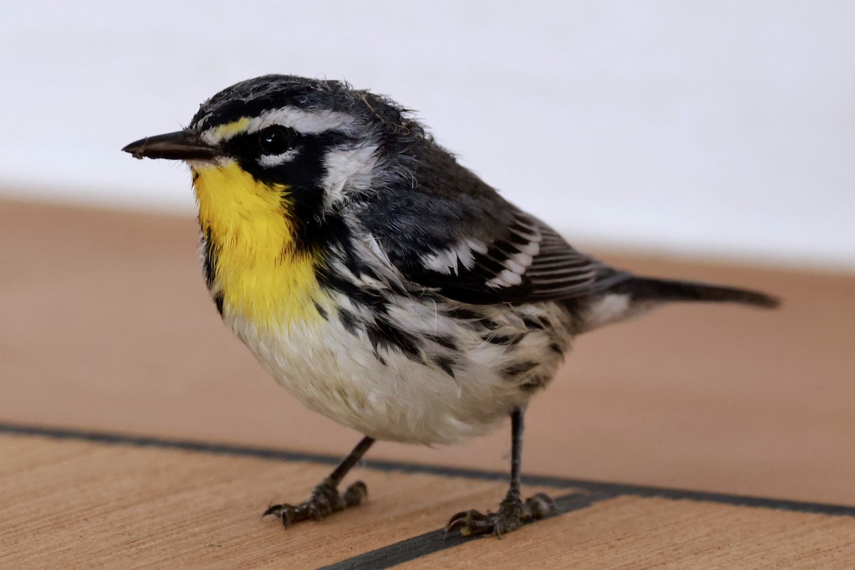 Yellow-throated Warbler - ML643259628