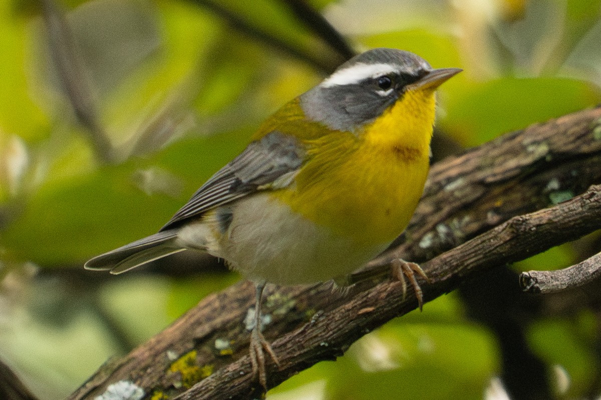 Crescent-chested Warbler - ML643259642