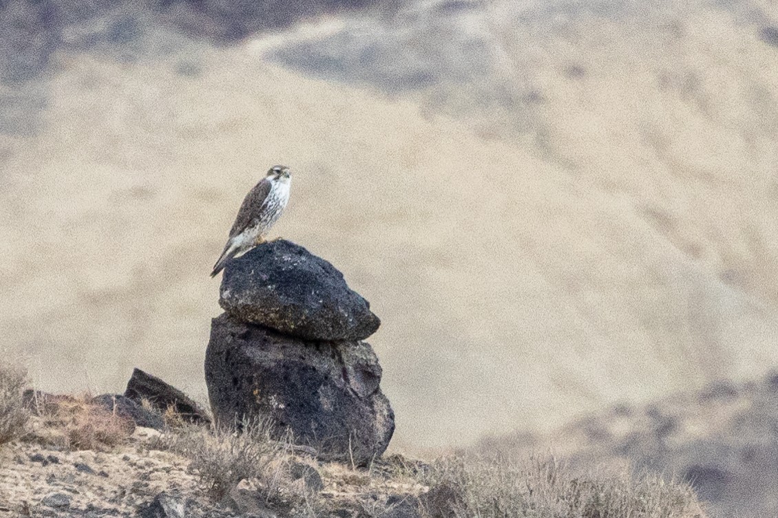 Prairie Falcon - ML643259650