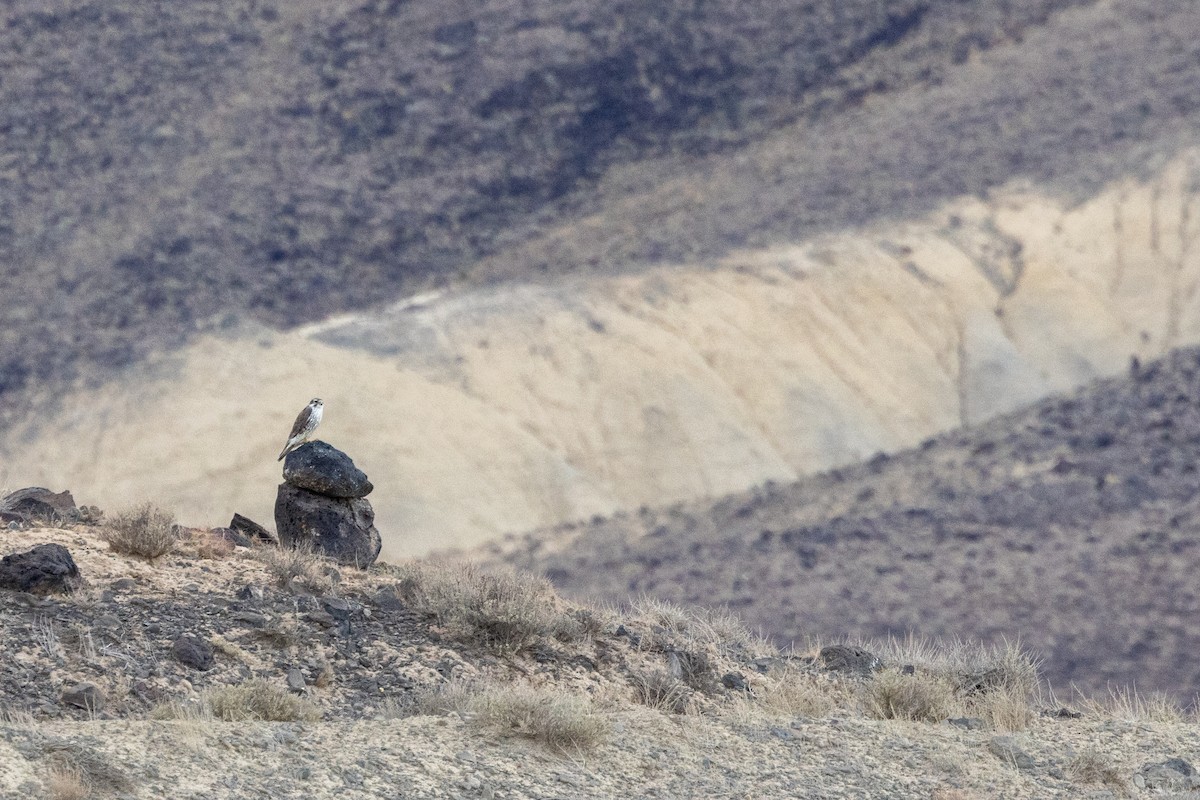 Prairie Falcon - ML643259657