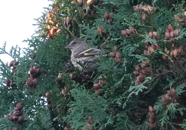 Pine Siskin - ML643259668