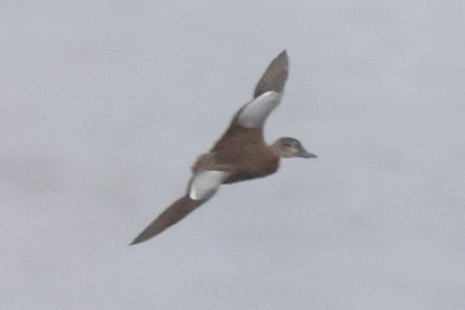 Blue-winged Teal - ML643259683