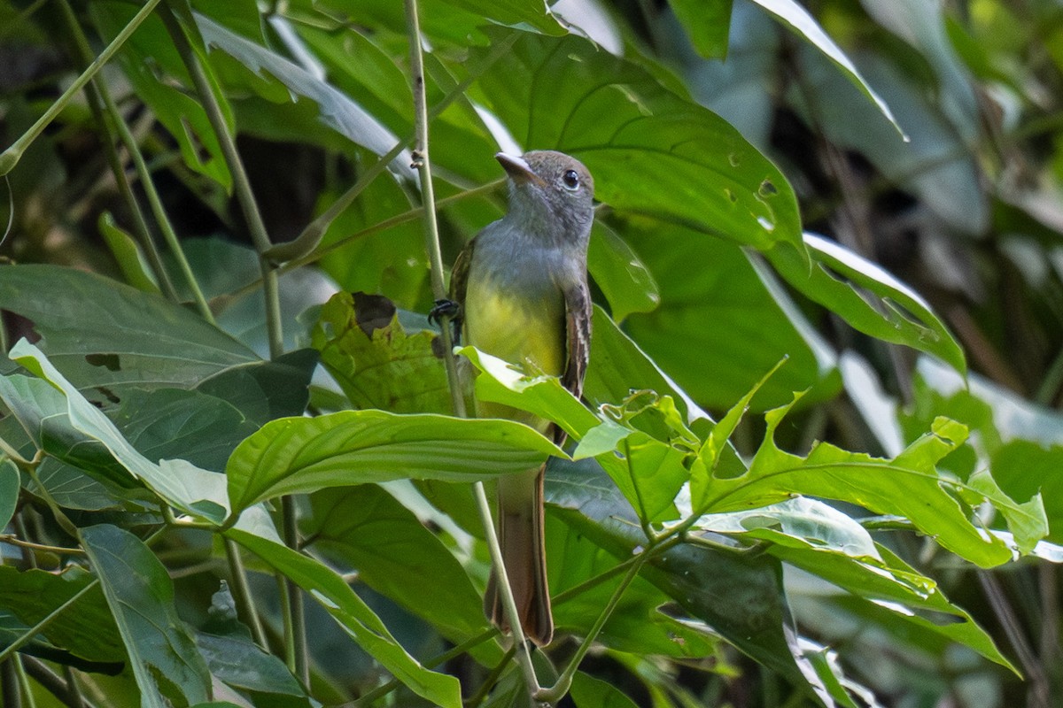 Great Crested Flycatcher - ML643259709