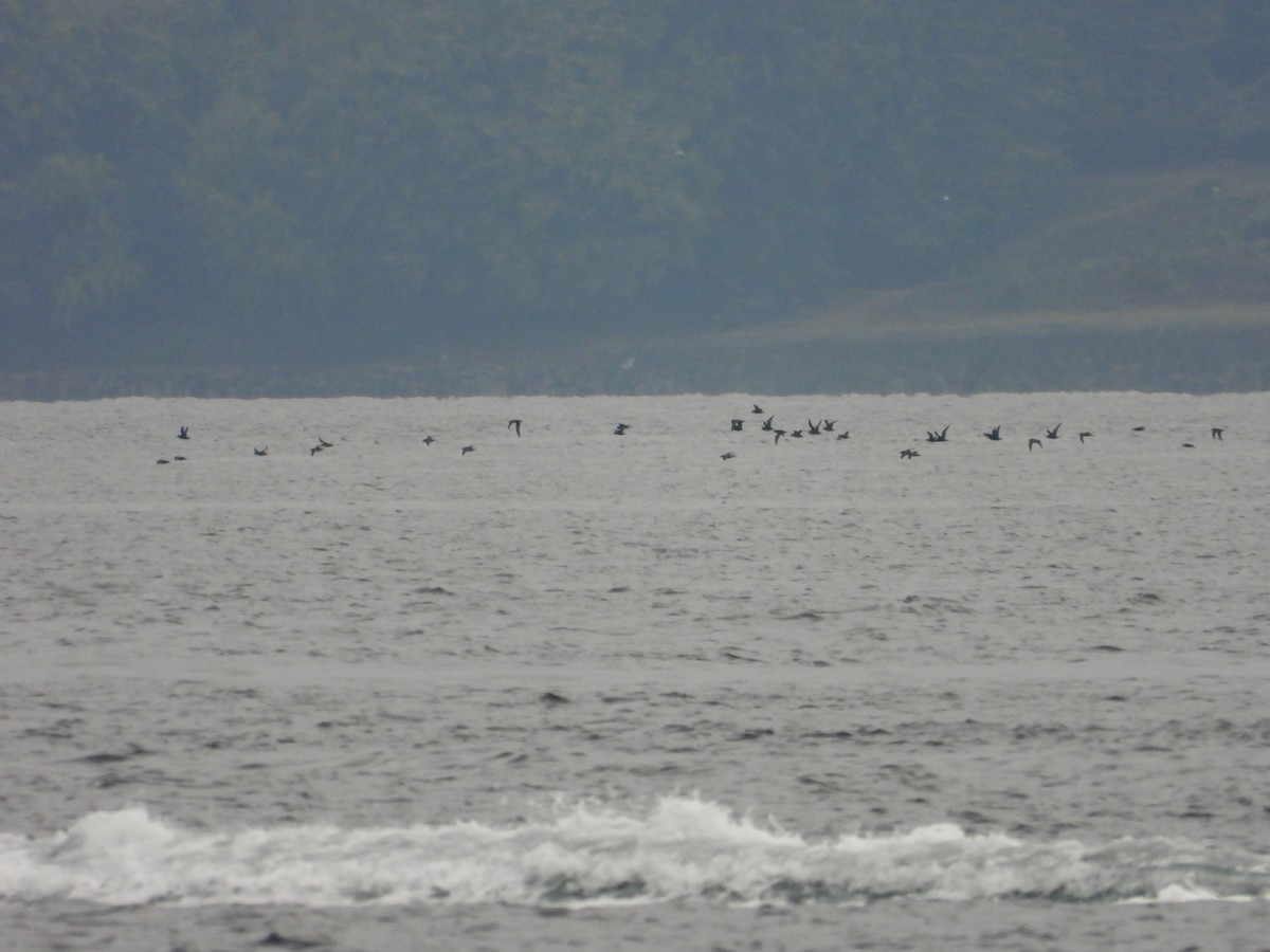 Short-tailed Shearwater - ML643259710
