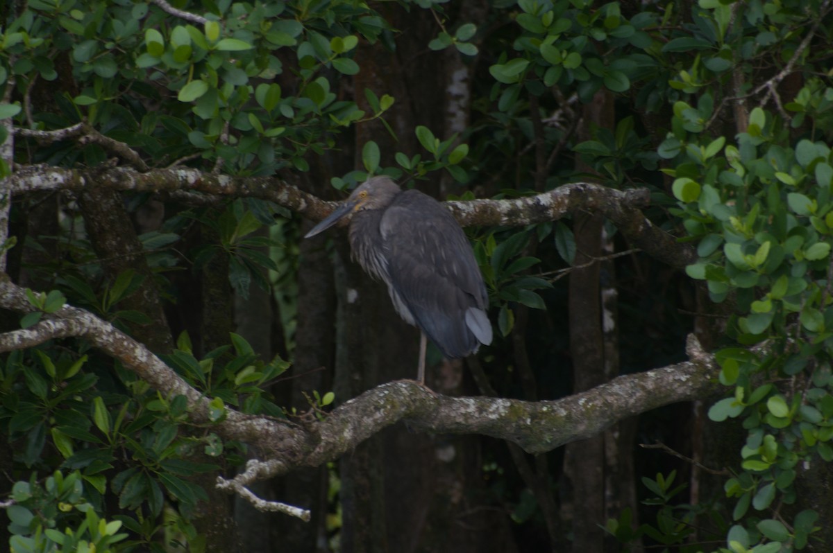 Garza de Sumatra - ML643259735