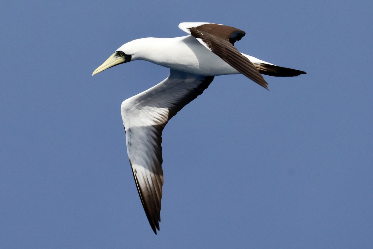 Masked Booby - ML643259751