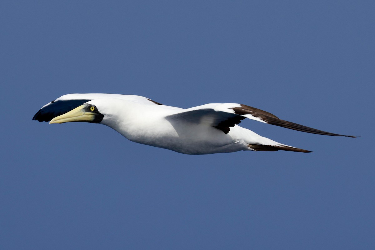 Masked Booby - ML643259752