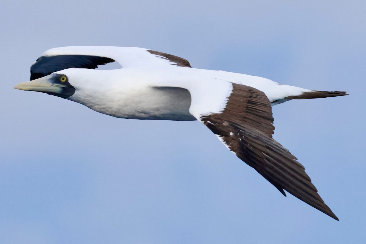 Masked Booby - ML643259753