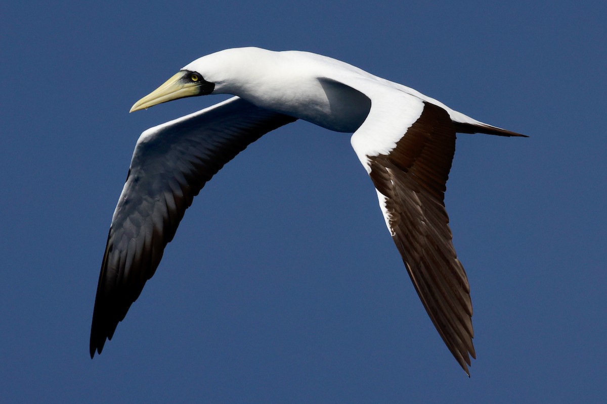 Masked Booby - ML643259754