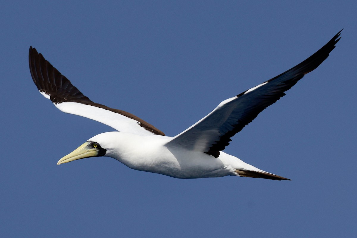 Masked Booby - ML643259755