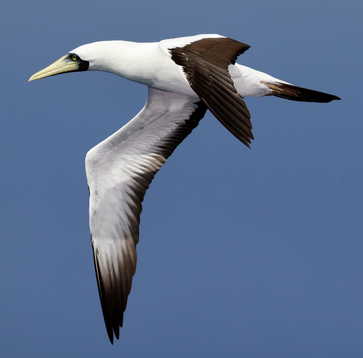 Masked Booby - ML643259756