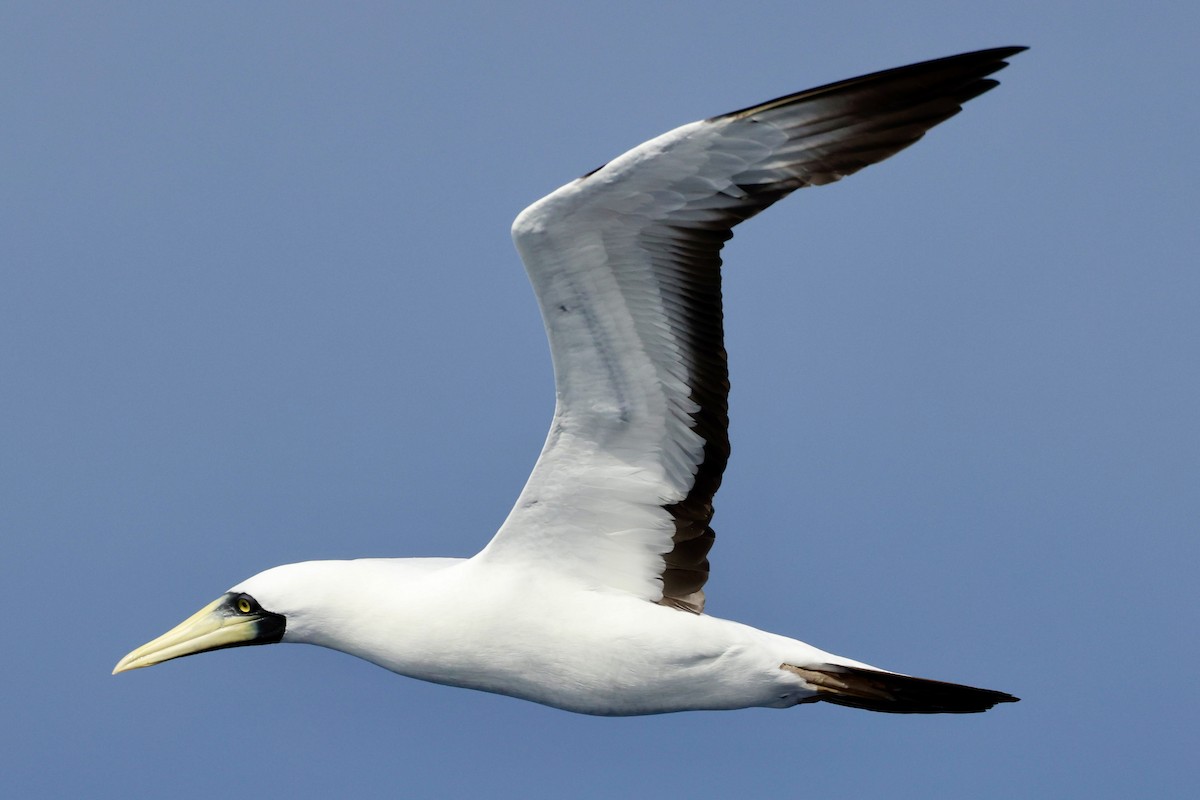 Masked Booby - ML643259757