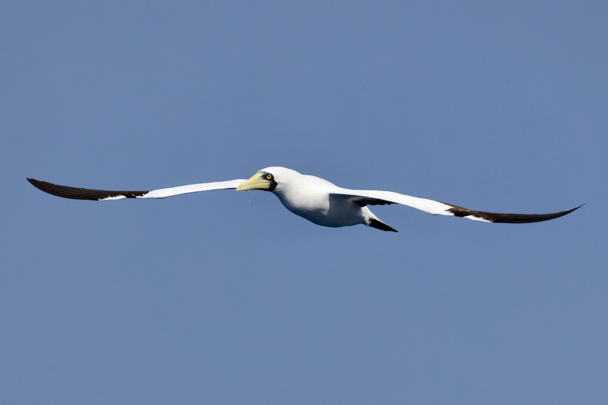 Masked Booby - ML643259758