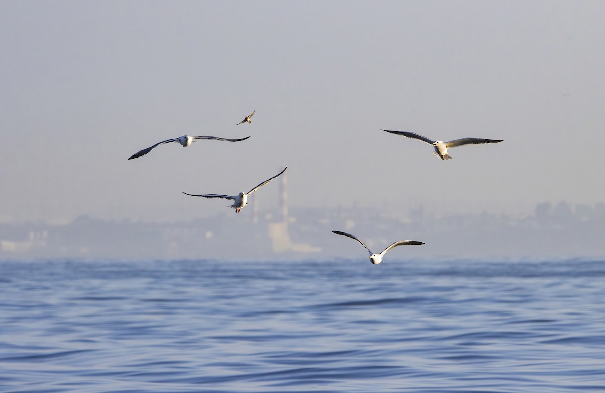 Spotted Towhee - ML643259759