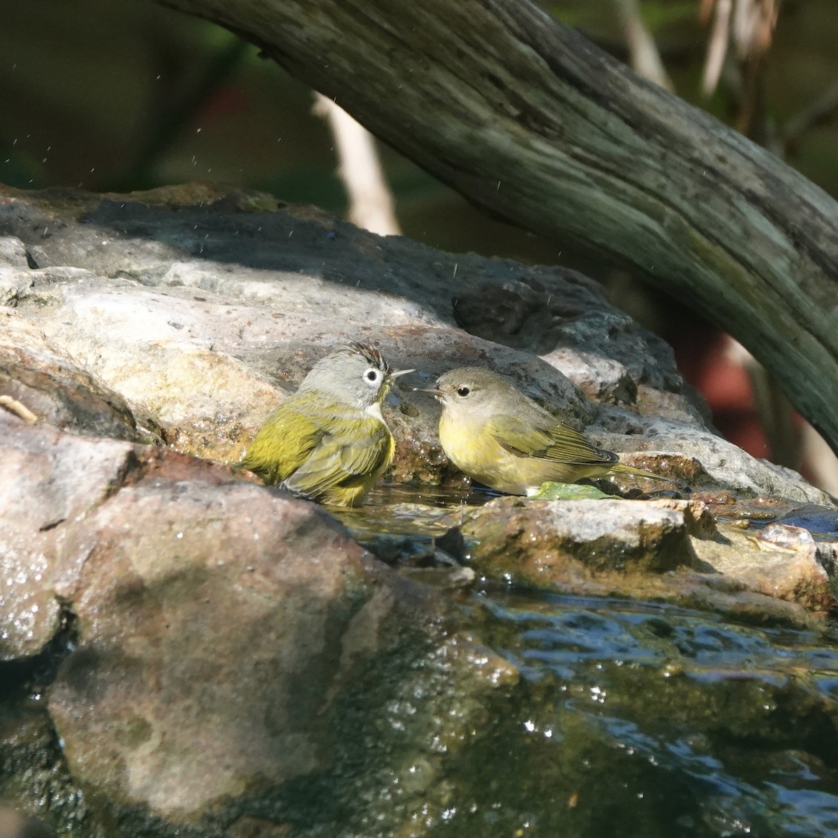 lesňáček hvězdičkový - ML643259791