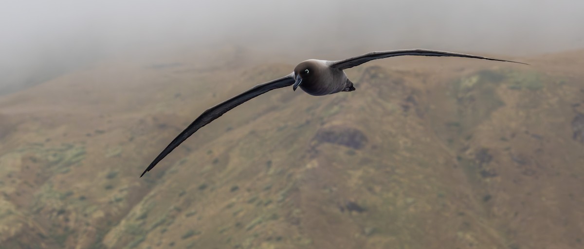 Graumantelalbatros - ML643259808