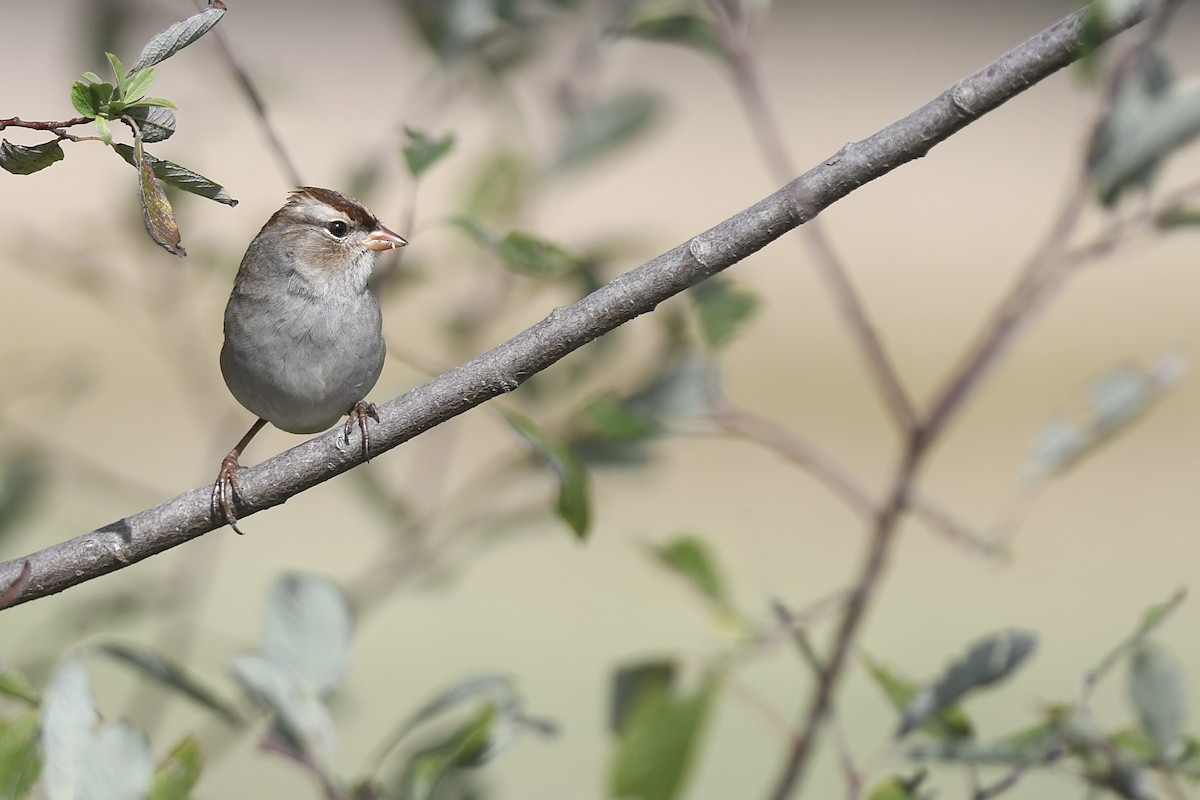 White-crowned Sparrow - ML643259821