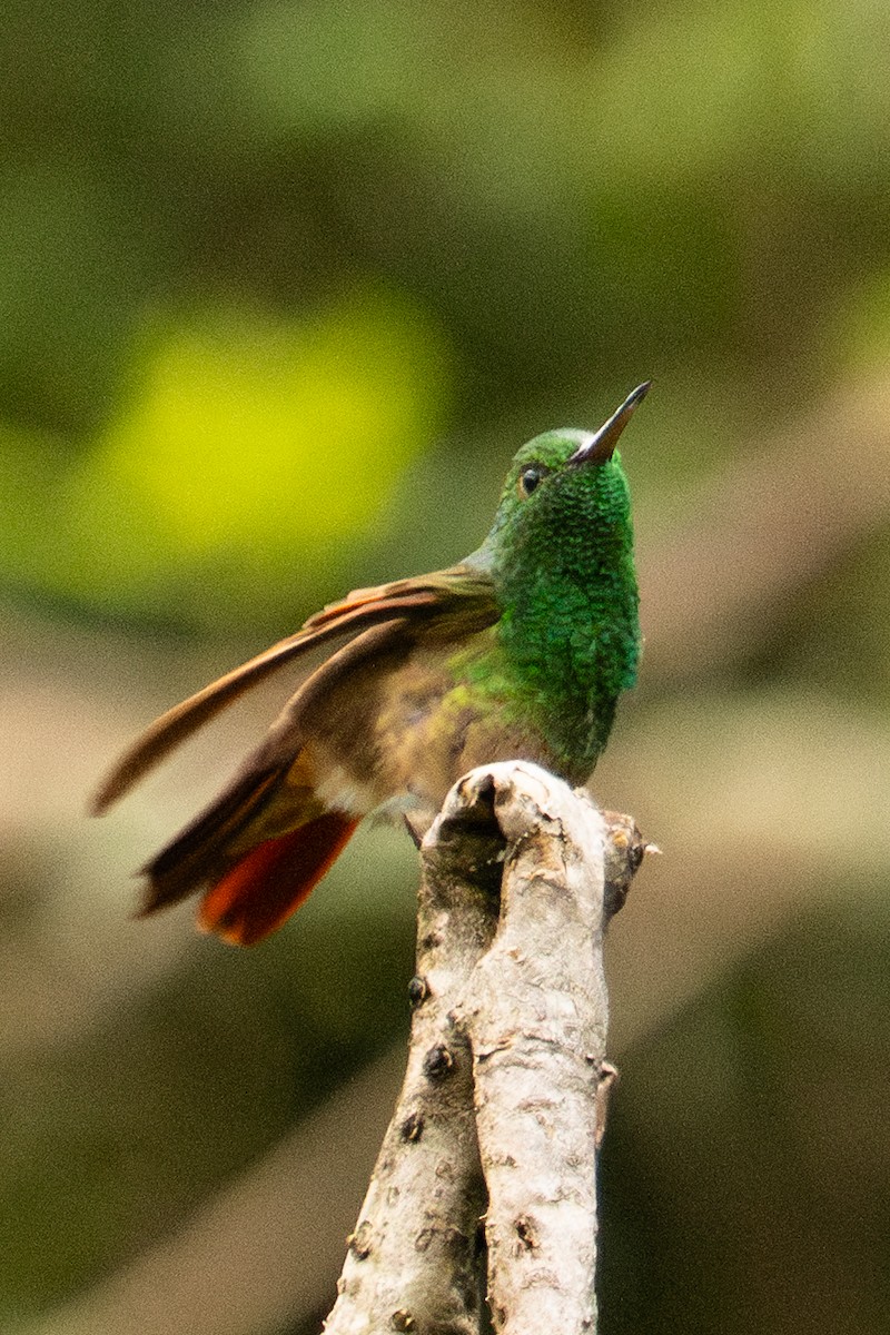 Berylline Hummingbird - ML643259825