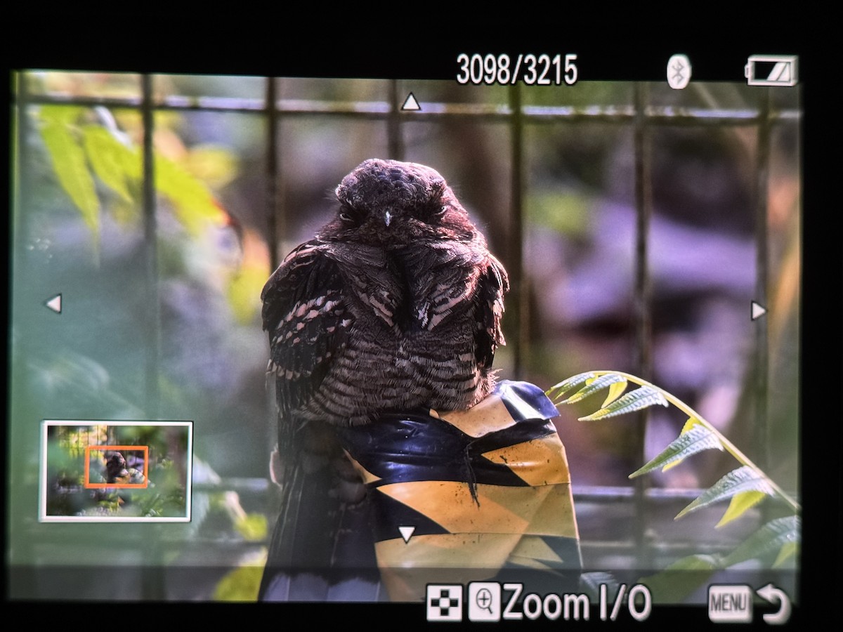 Large-tailed Nightjar - ML643259832
