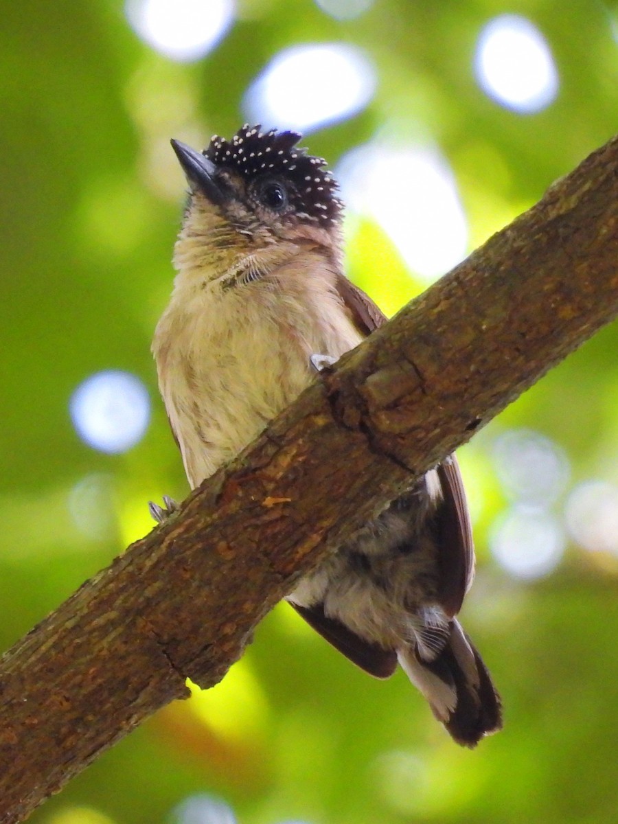 Grayish Piculet - ML643259834