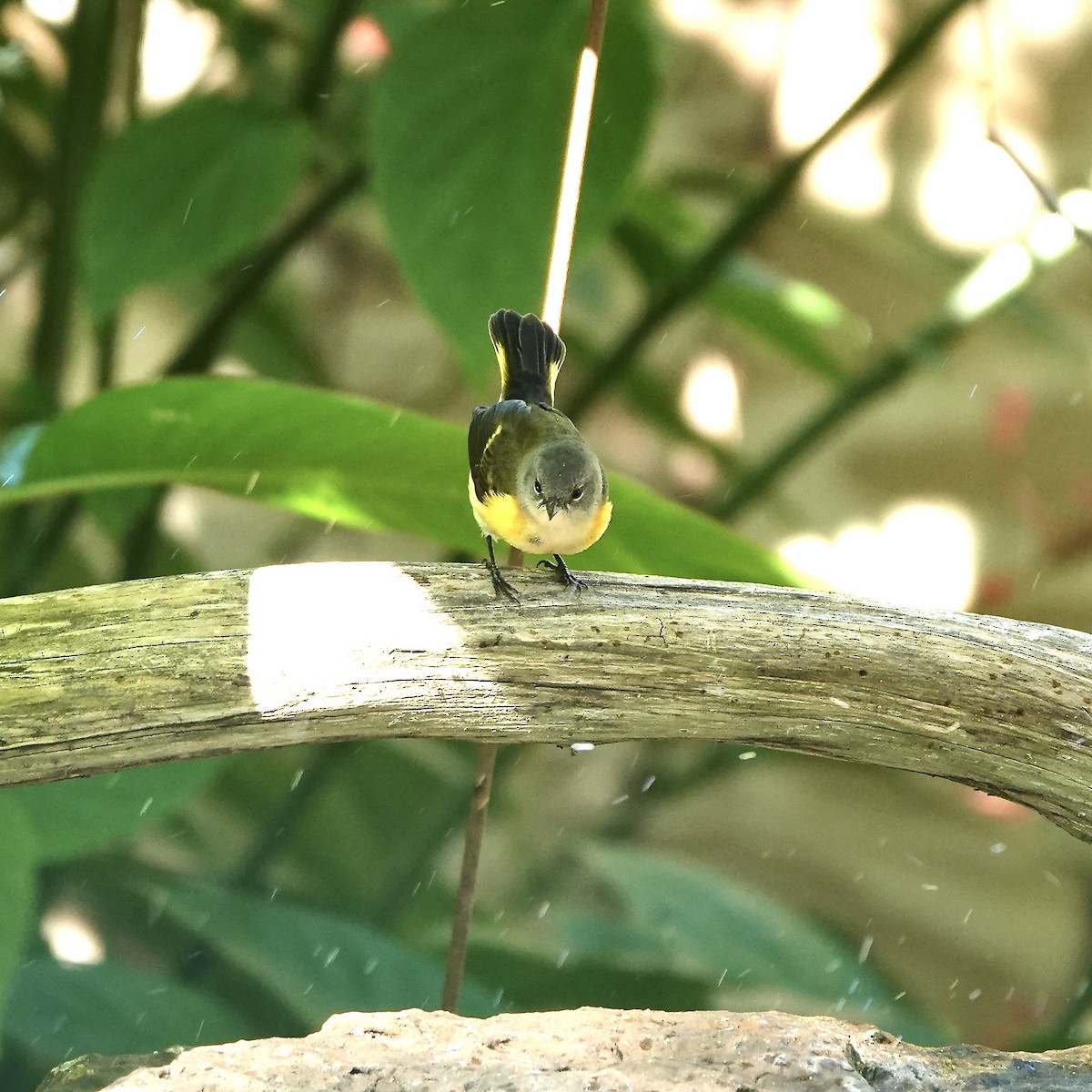 lesňáček lejsčí - ML643259848