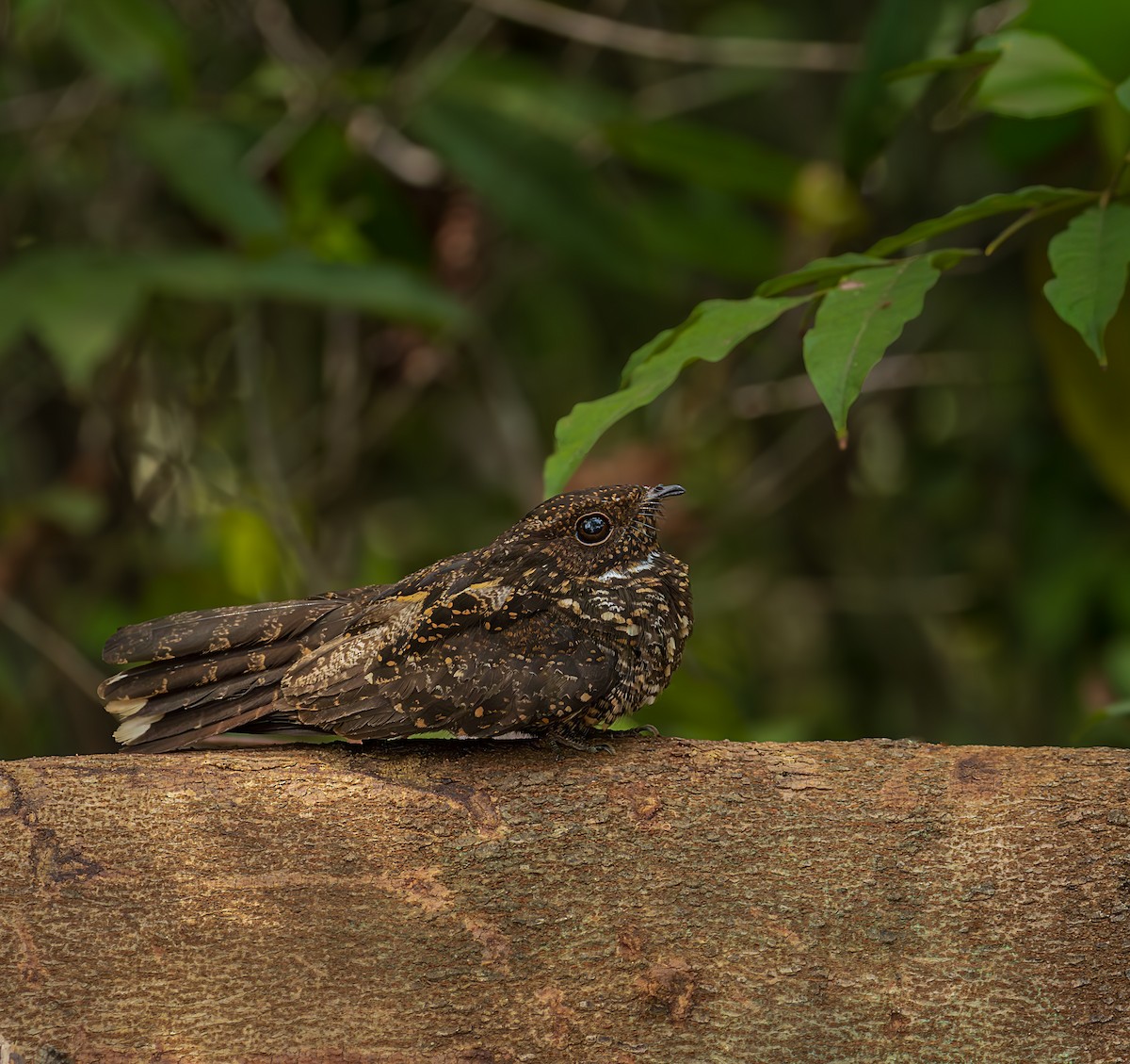 sotnattravn - ML643259854