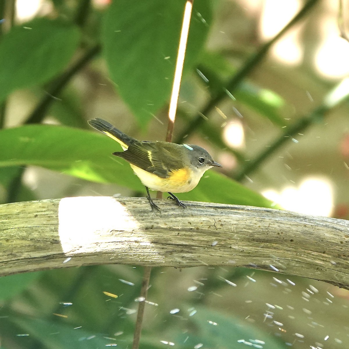 lesňáček lejsčí - ML643259856