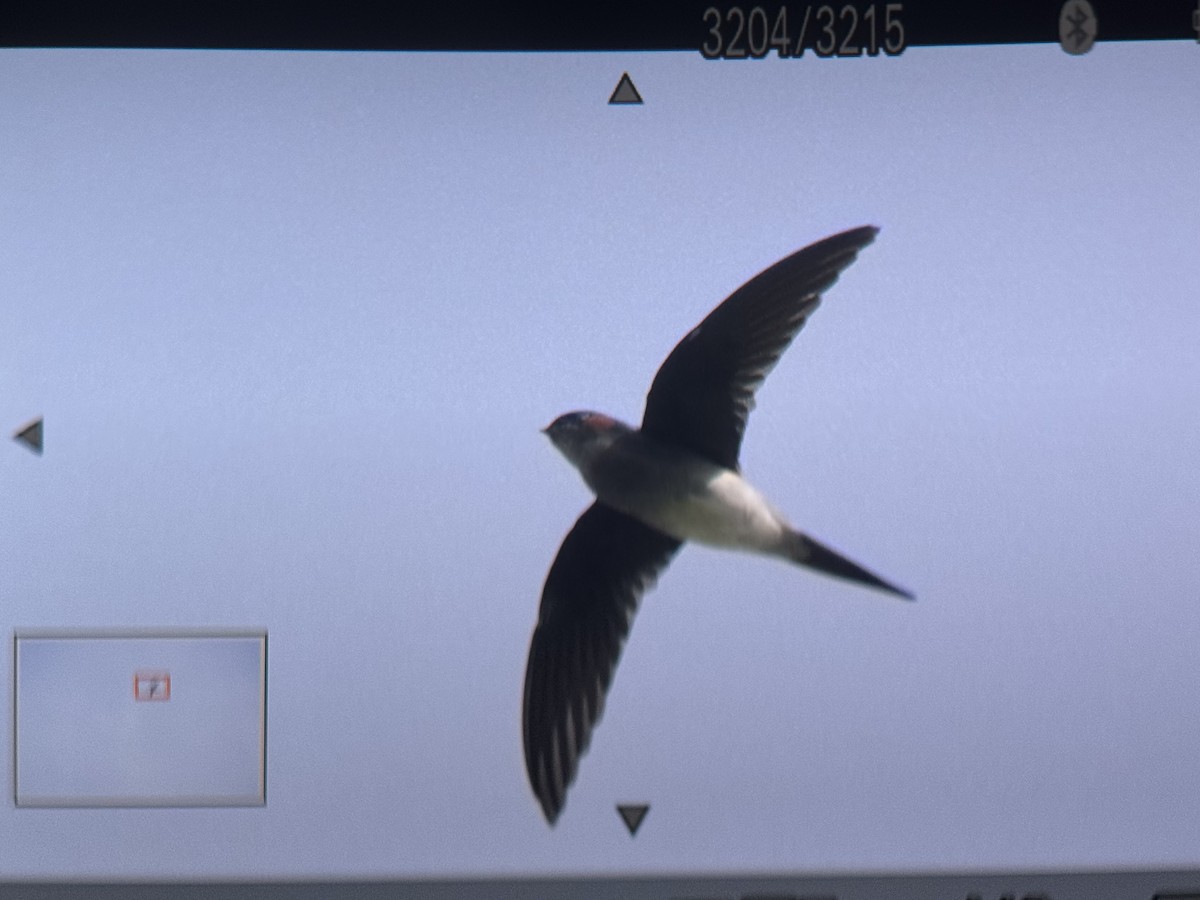 カンムリアマツバメ - ML643259858