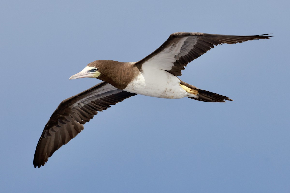 Brown Booby - ML643259883