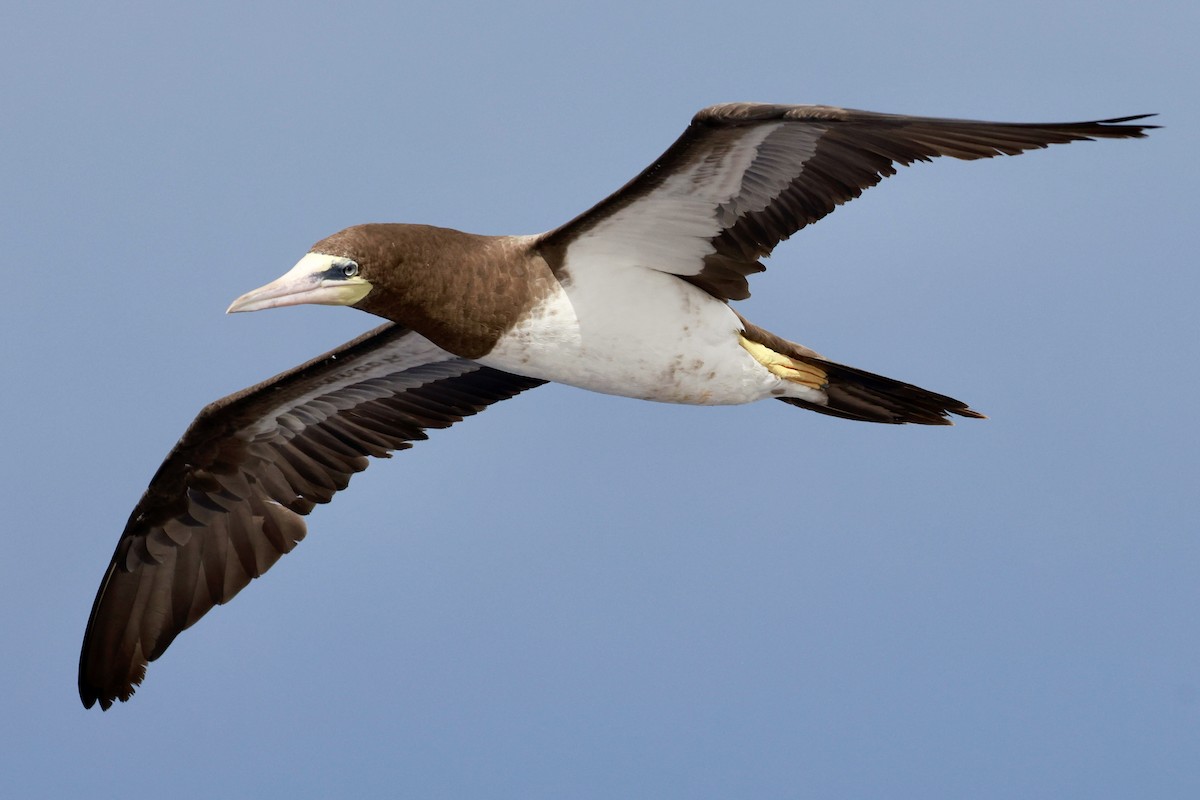 Brown Booby - ML643259884