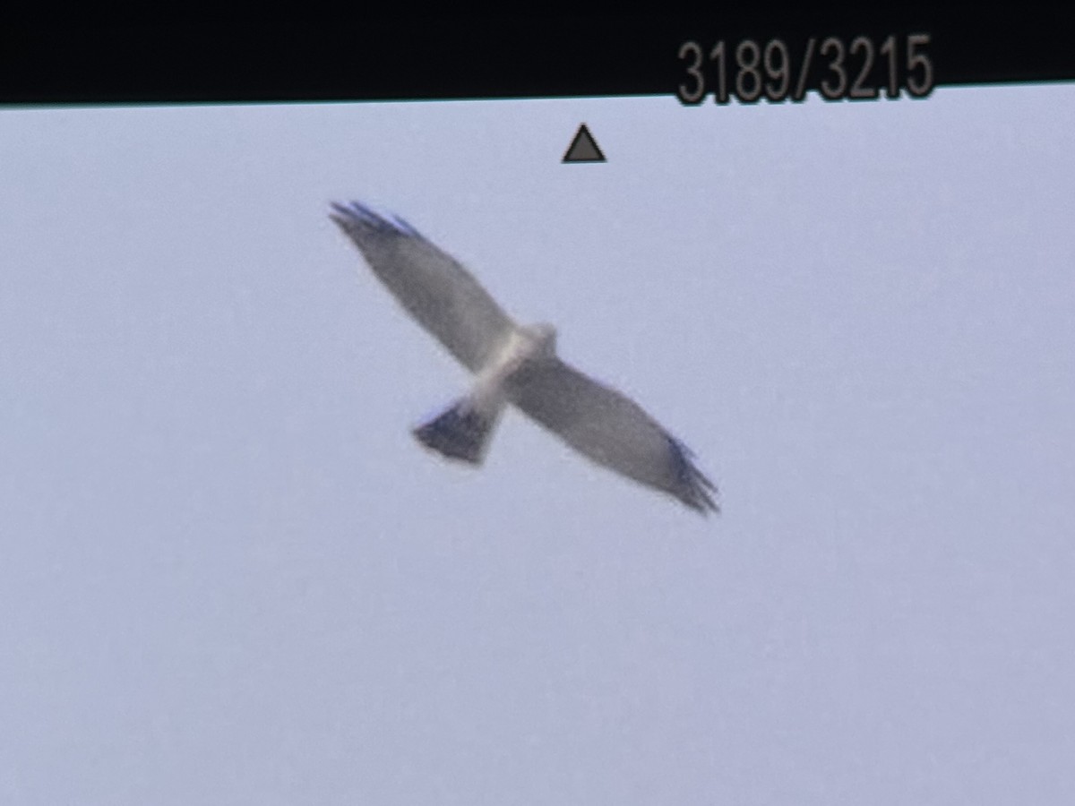 Chinese Sparrowhawk - ML643259896