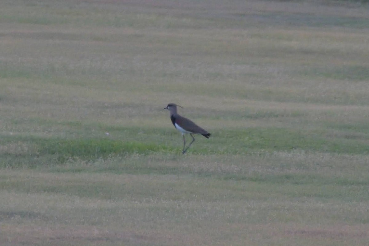 Southern Lapwing - ML643259899