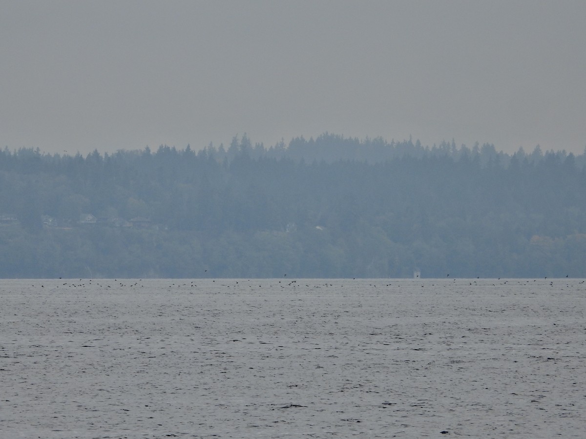 Short-tailed Shearwater - ML643259904
