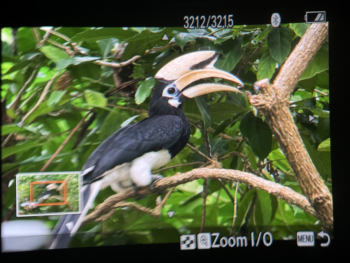 Oriental Pied-Hornbill - ML643259908