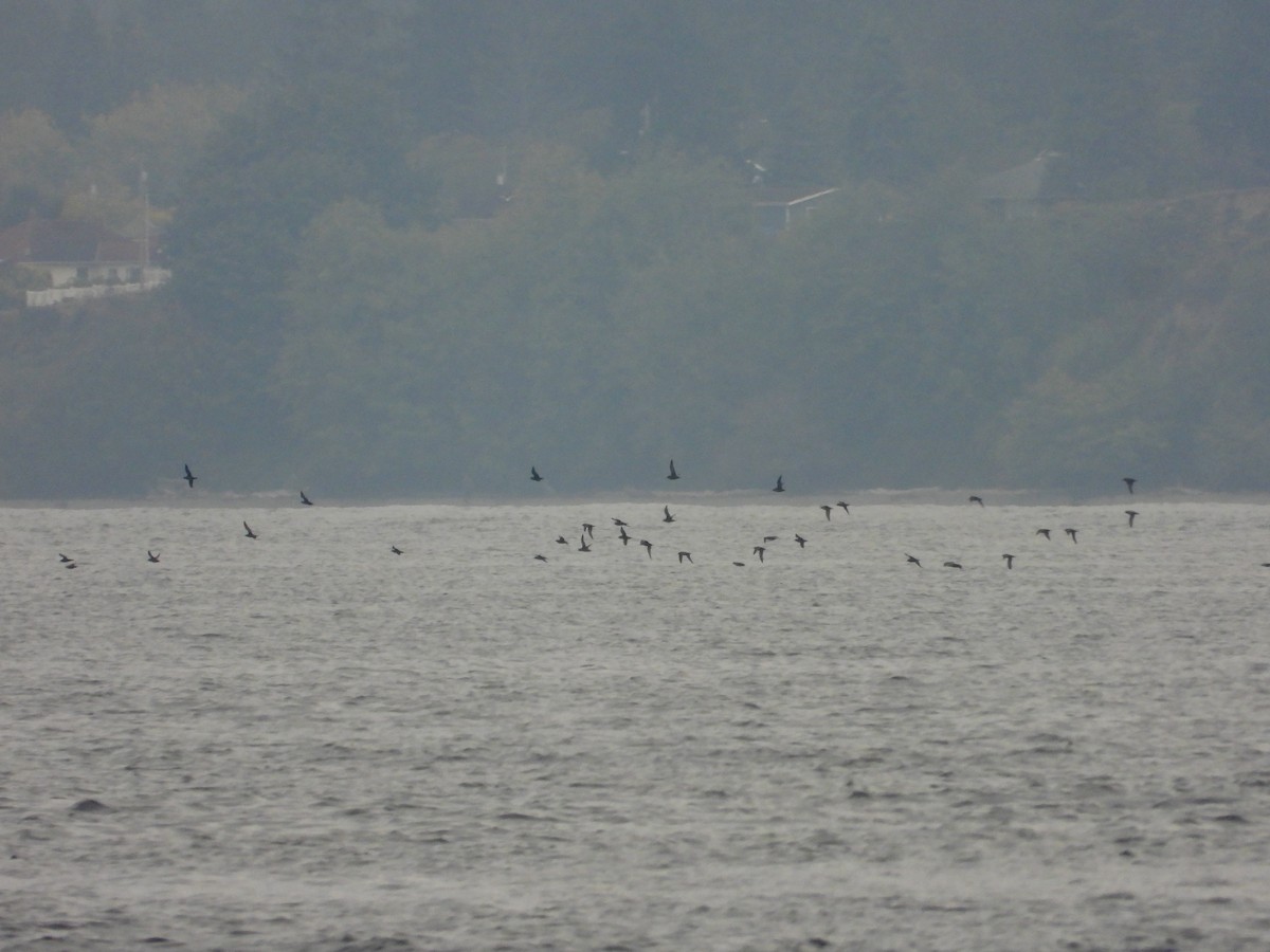 Short-tailed Shearwater - ML643259965