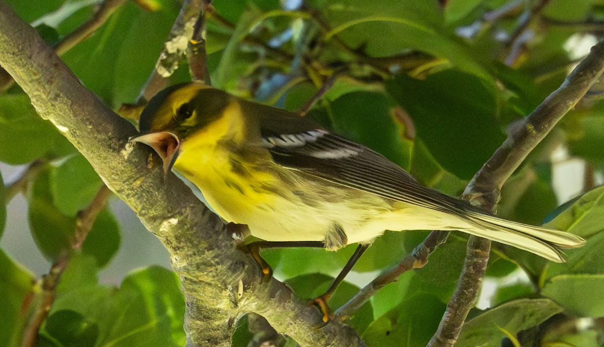Townsend's Warbler - ML643259968