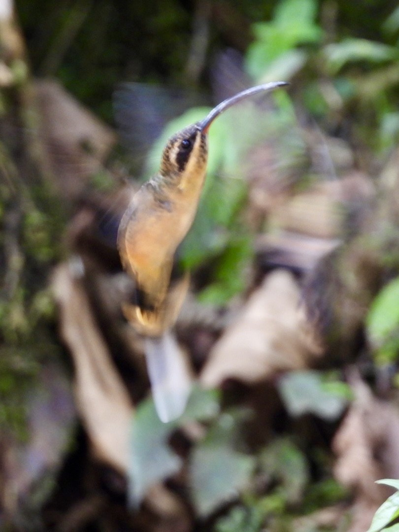 Tawny-bellied Hermit - ML643259975
