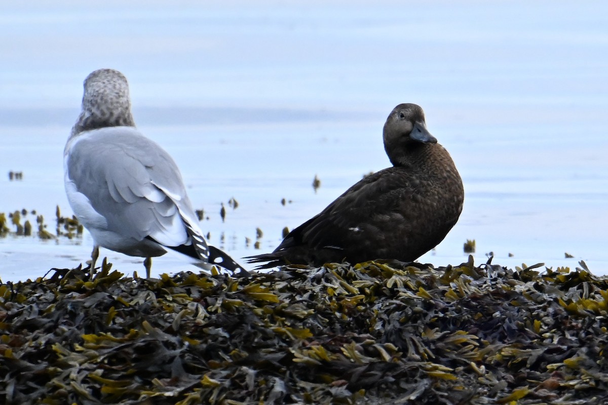 Steller's Eider - ML643259997