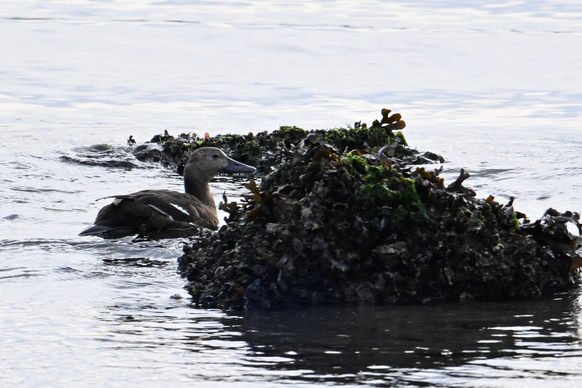 Steller's Eider - ML643259998