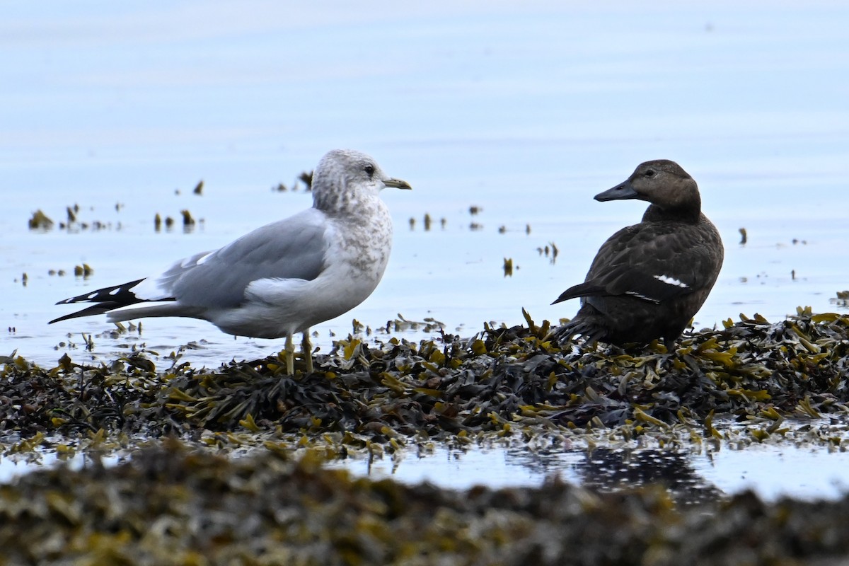 Steller's Eider - ML643259999