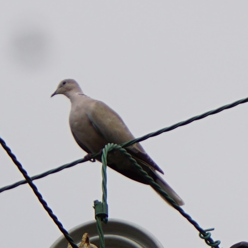 Буулгат хүүрзгэнэ - ML643260008