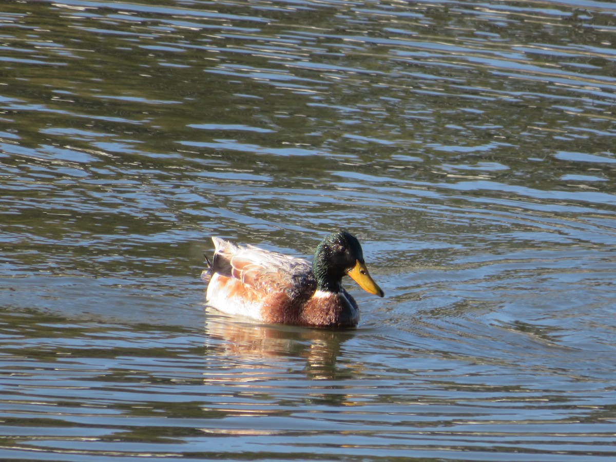Mallard (Domestic type) - ML643260024