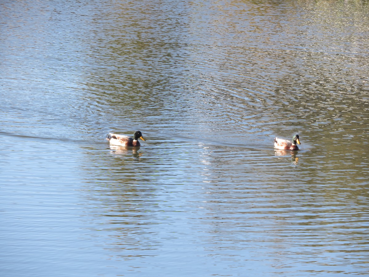 Mallard (Domestic type) - ML643260029
