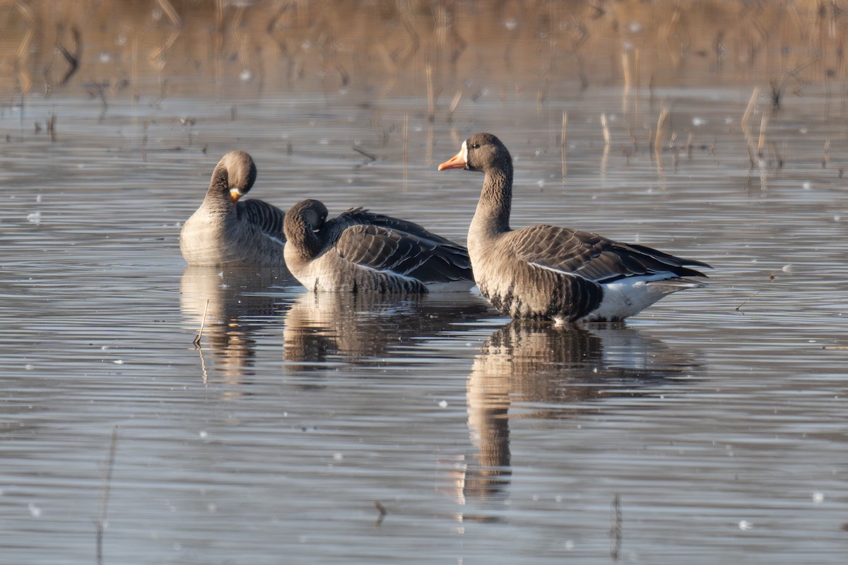 Greater White-fronted Goose - ML643260072