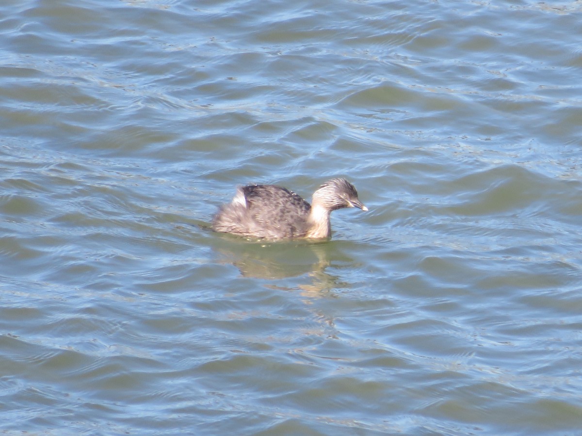Hoary-headed Grebe - ML643260086